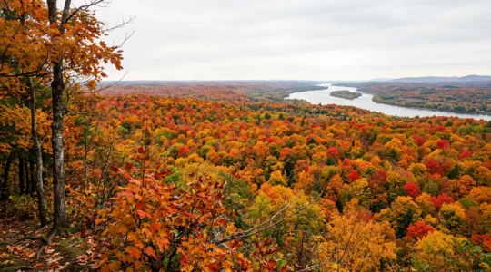 Panorama automnal du Québec avec forêt de feuillus aux couleurs flamboyantes