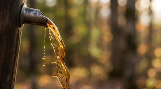 Sirop d'érable doré coulant d'un contenant traditionnel avec reflets ambrés sur fond naturel